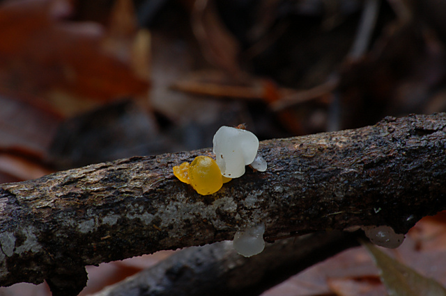 Un giretto tra le quercie